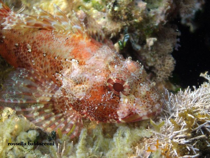 Scorpaena notata